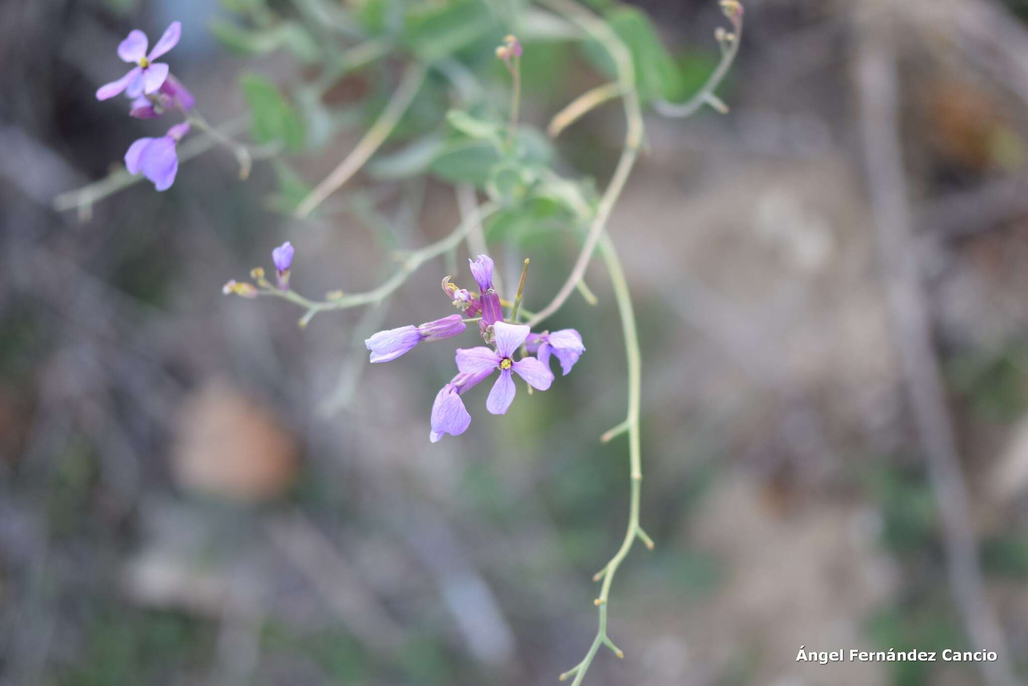 Image de Moricandia arvensis (L.) DC.