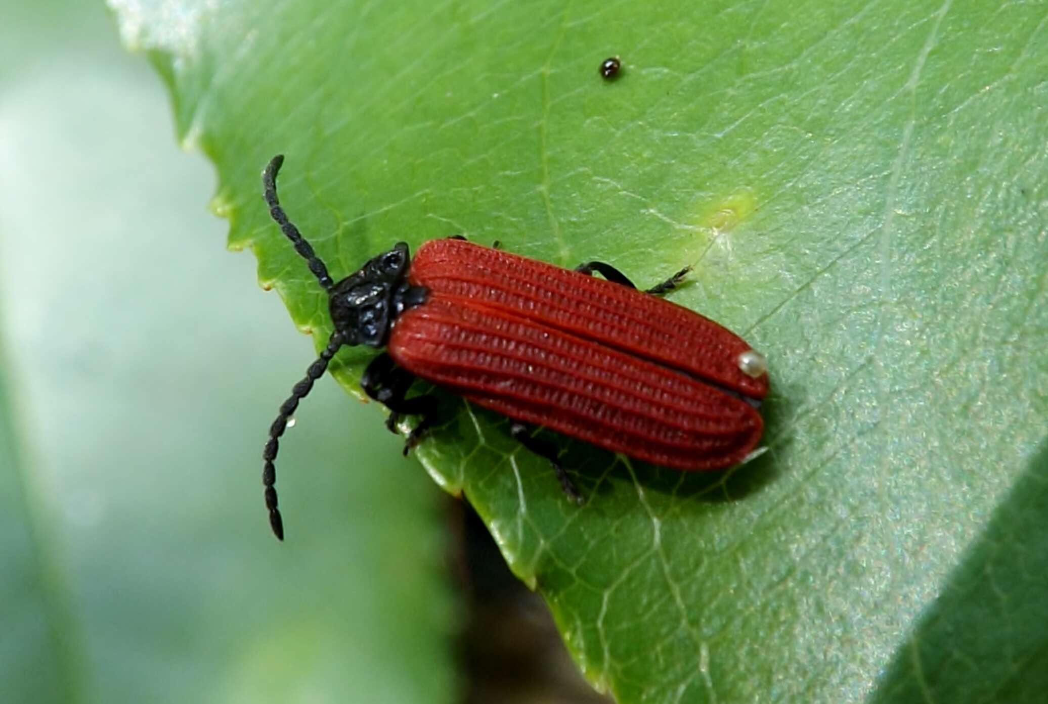 Imagem de Pyropterus nigroruber