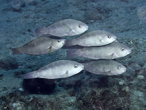 Image of Batavian Parrotfish