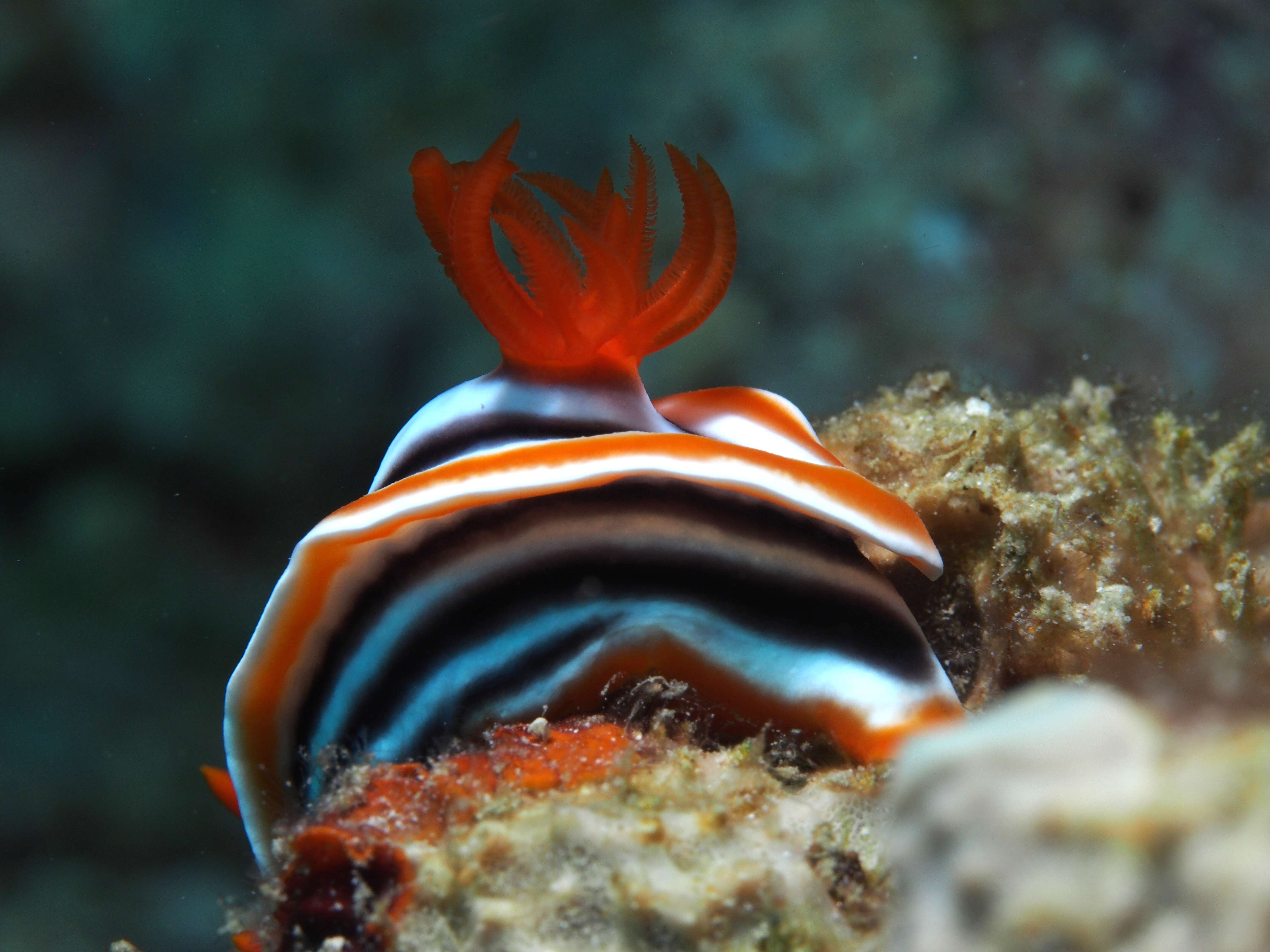 Sivun Chromodoris quadricolor (Rüppell & Leuckart 1830) kuva