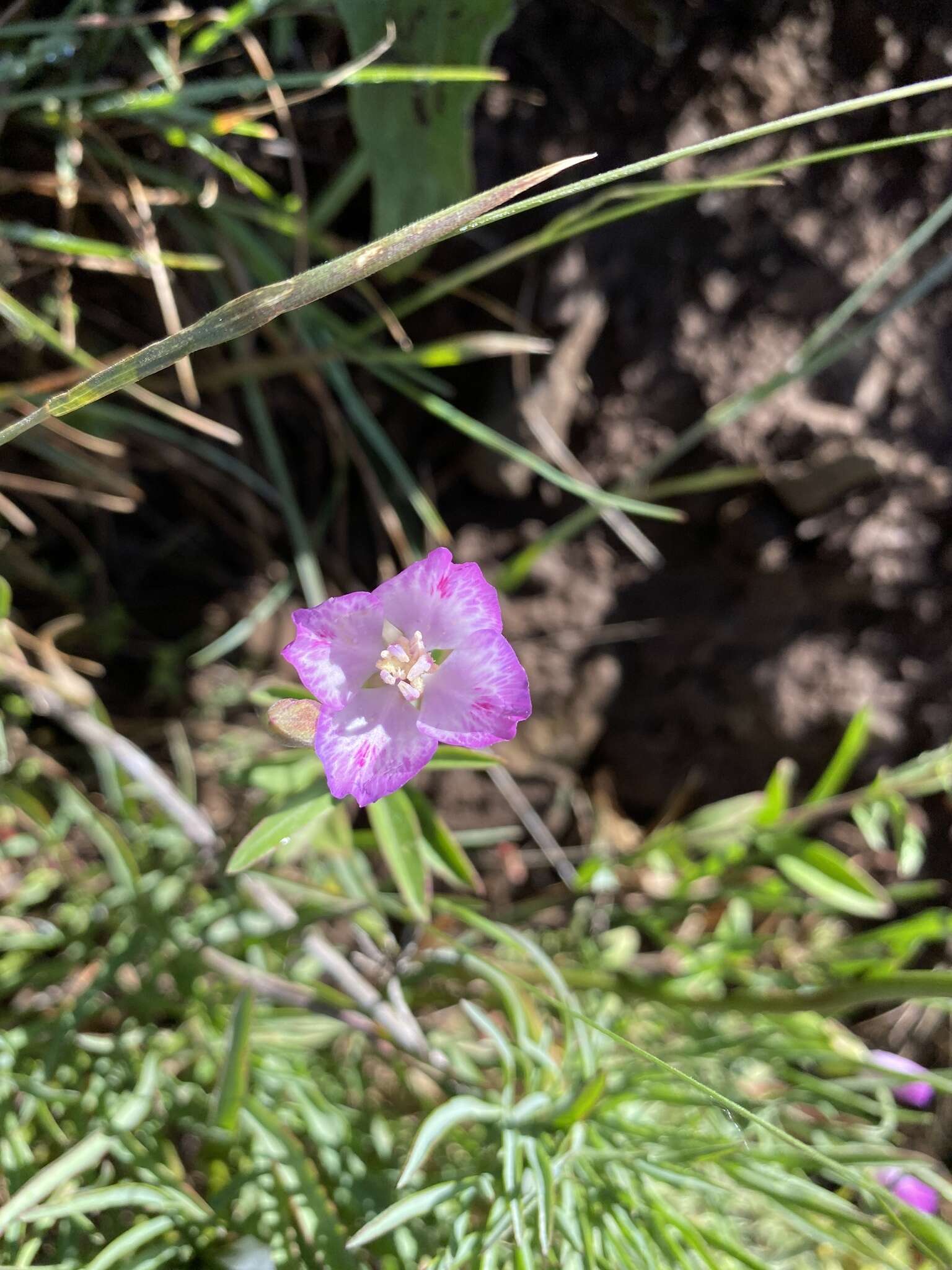 Image de Clarkia amoena subsp. caurina (Abrams) F. H. Lewis & M. E. Lewis