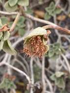 Image of Aeonium goochiae Webb. & Berth.