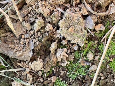 Image of Violet crystalwort