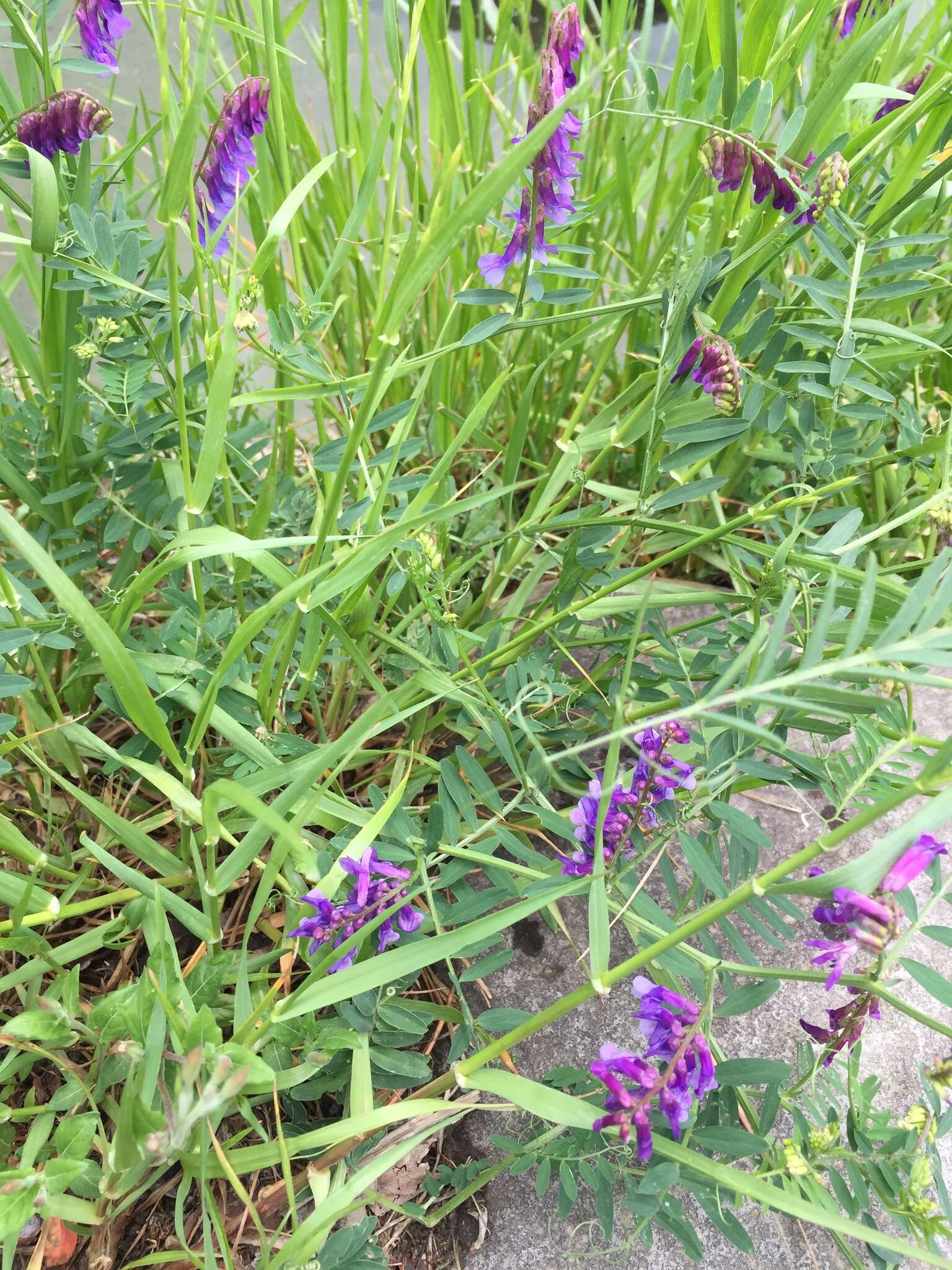 Imagem de Vicia villosa subsp. varia (Host) Corb.