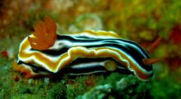 Image de Chromodoris magnifica (Quoy & Gaimard 1832)