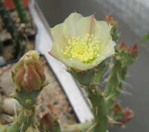 Opuntia chaffeyi Britton & Rose resmi