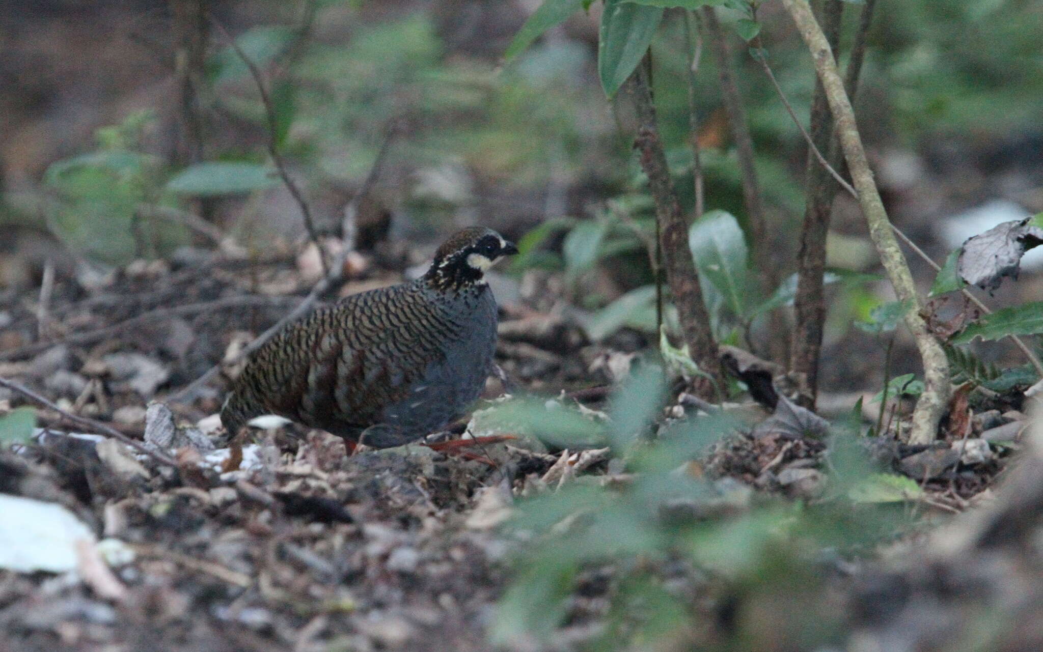 Image of Taiwan Hill Partridge