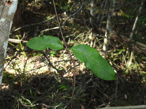 Parsonsia rotata Maiden & Betche的圖片