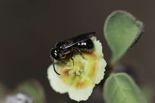 Image of Prickly Ceratina