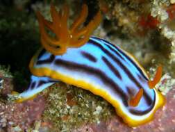 Image de Chromodoris magnifica (Quoy & Gaimard 1832)