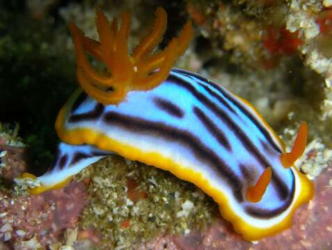 Image de Chromodoris magnifica (Quoy & Gaimard 1832)