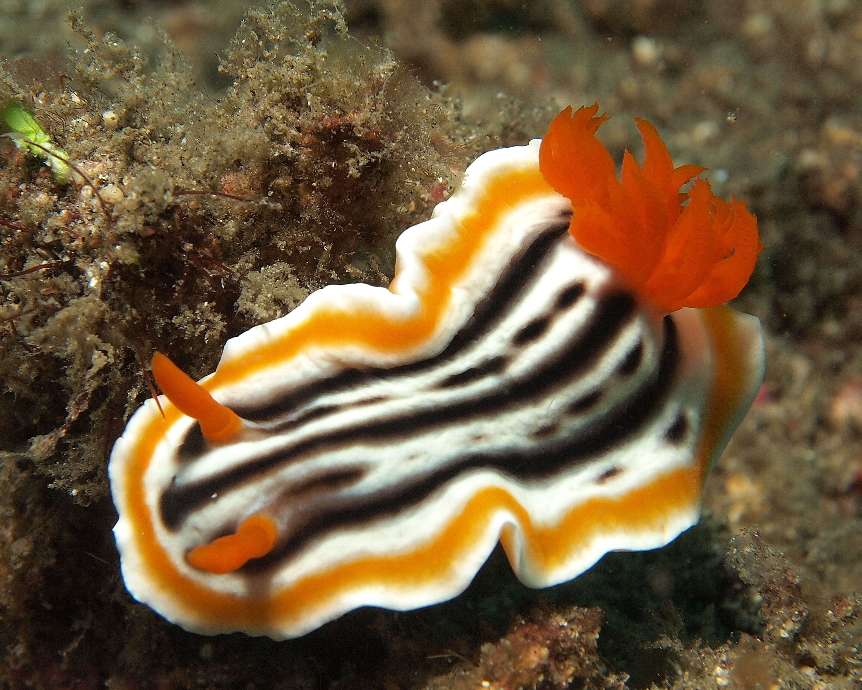 Image de Chromodoris magnifica (Quoy & Gaimard 1832)