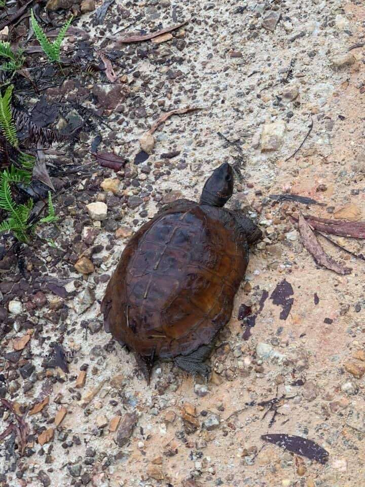 Image of Spiny turtle