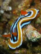 Image de Chromodoris magnifica (Quoy & Gaimard 1832)