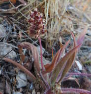 Image of blond plantain