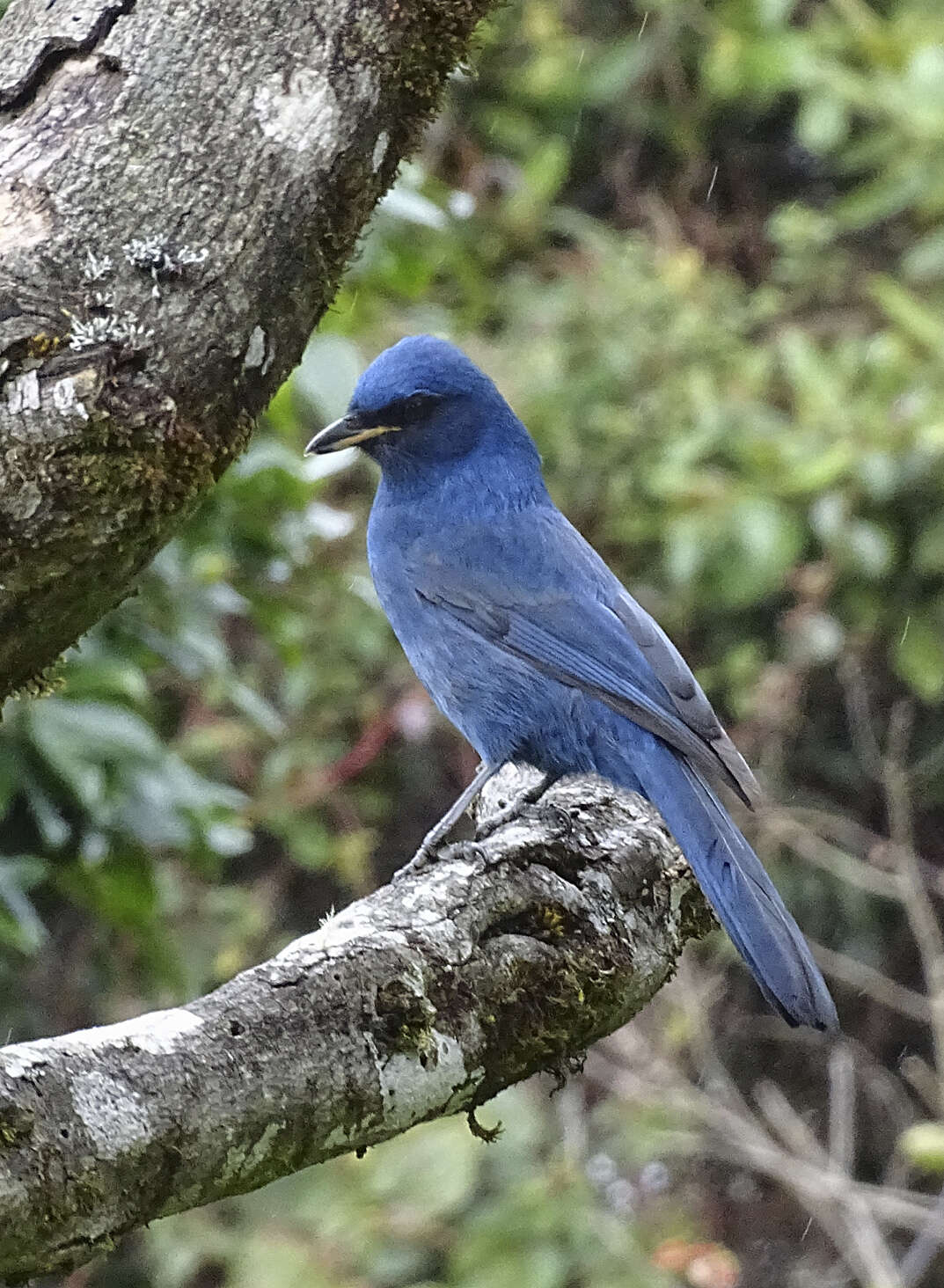 Image of Unicolored Jay