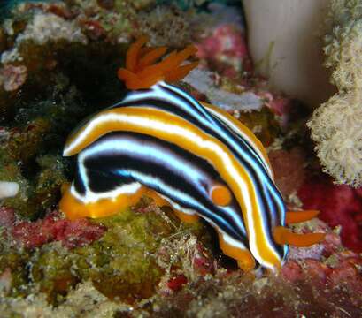 Image de Chromodoris magnifica (Quoy & Gaimard 1832)