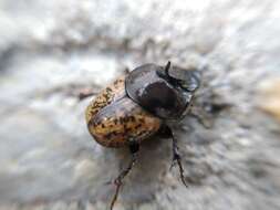 Image of Onthophagus (Palaeonthophagus) gibbulus (Pallas 1781)