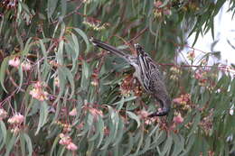 Image of Red Wattlebird