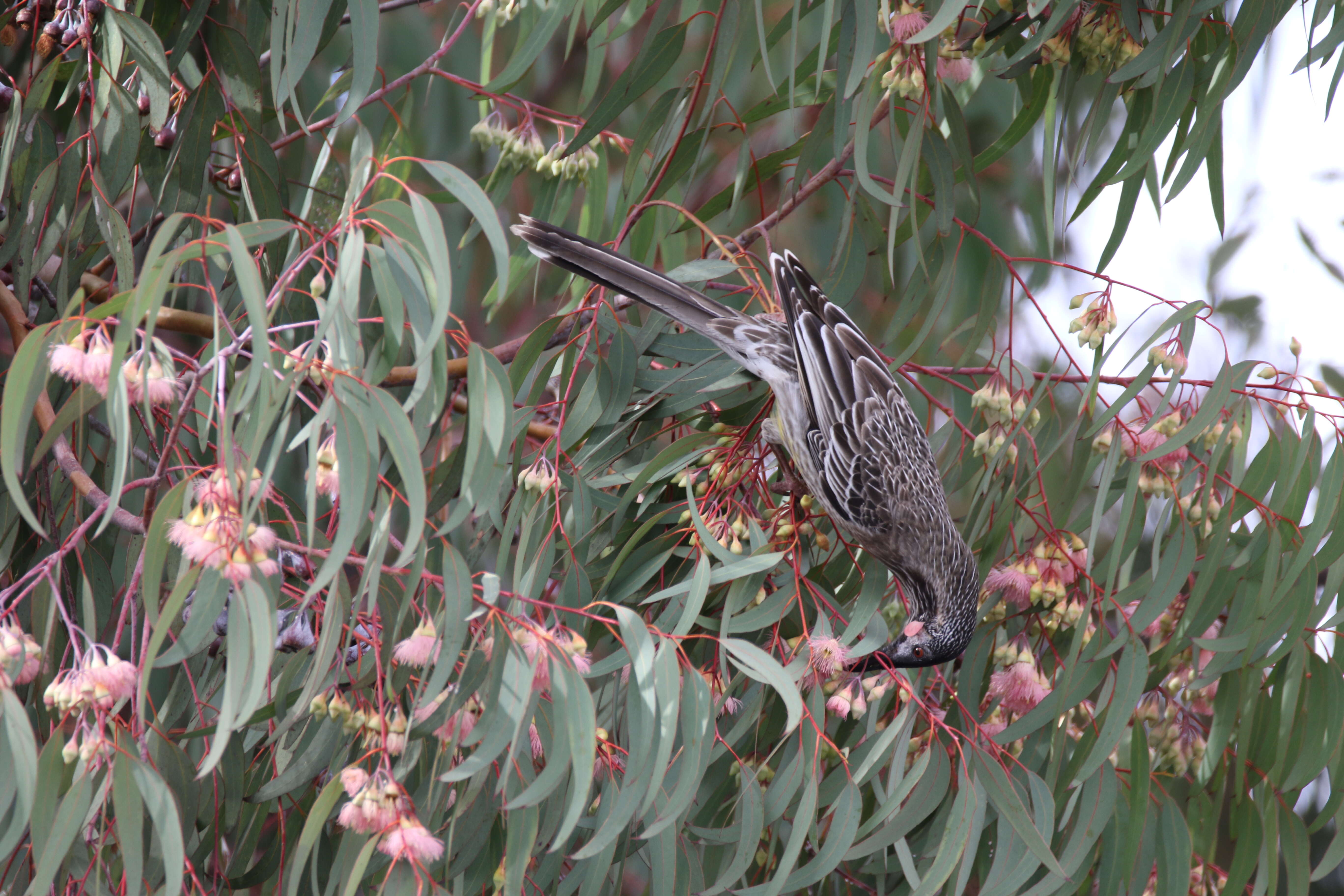 Image of Red Wattlebird