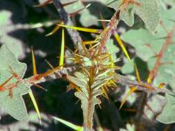 Image of Orange-thorned nightshade