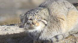 Image of Pallas’s cat