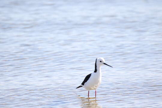 Image of Pied Stilt