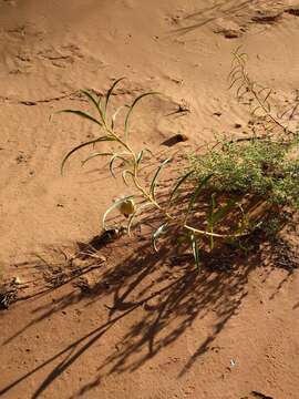 Image of Utah milkweed