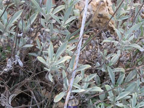 Imagem de Salvia officinalis subsp. lavandulifolia (Vahl) Gams