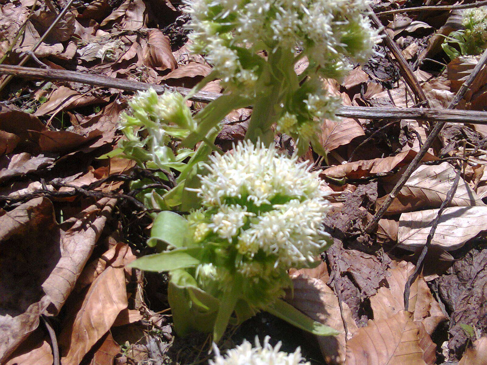 Image of Petasites albus (L.) Gaertn.