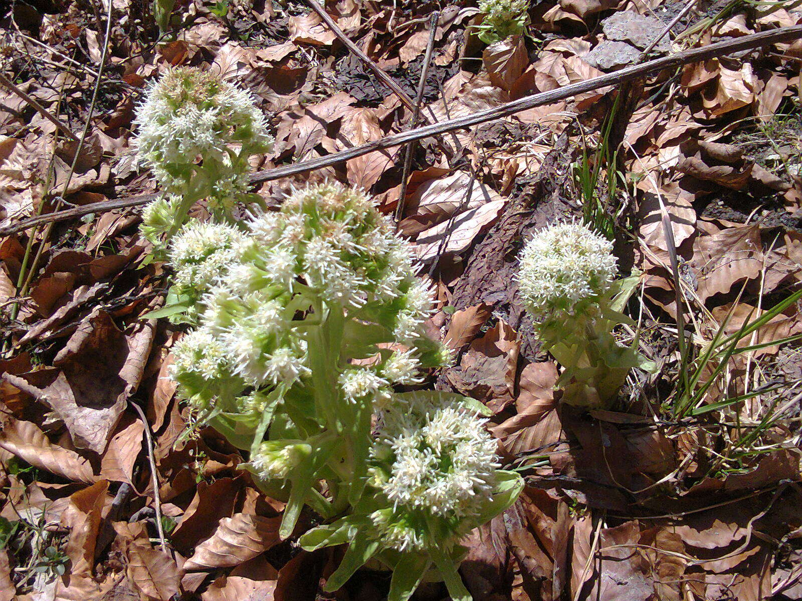 Image of Petasites albus (L.) Gaertn.