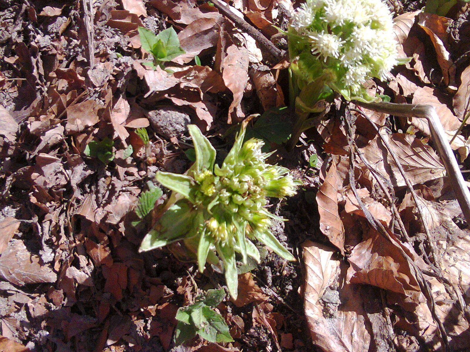 Image of Petasites albus (L.) Gaertn.