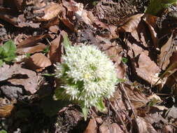 Image of Petasites albus (L.) Gaertn.