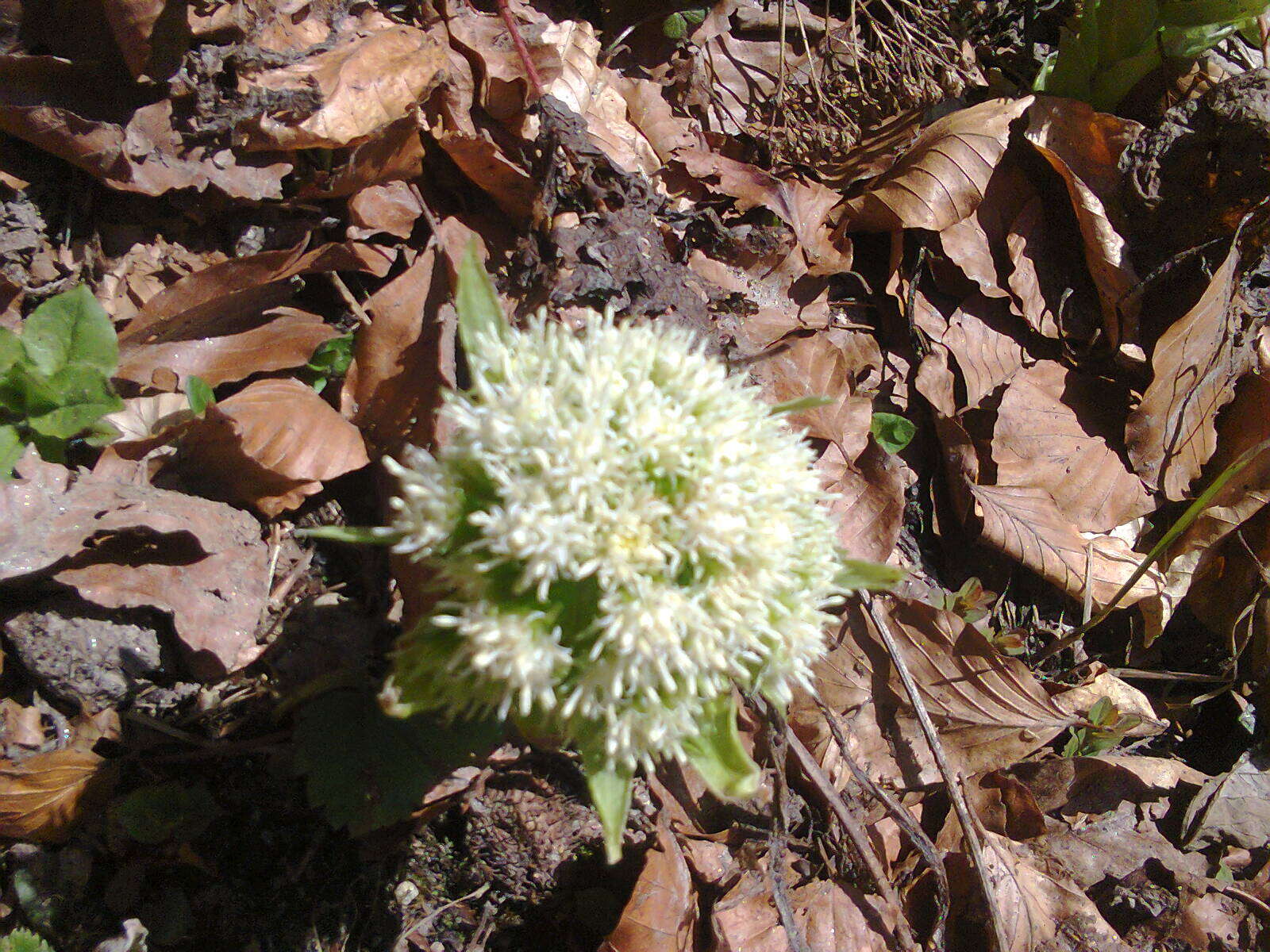 Image of Petasites albus (L.) Gaertn.