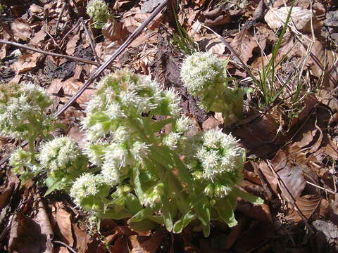 Image of Petasites albus (L.) Gaertn.