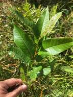 Image de Salix pyrifolia Anderss.