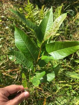 Image of balsam willow