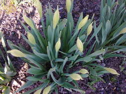 Image of daffodil