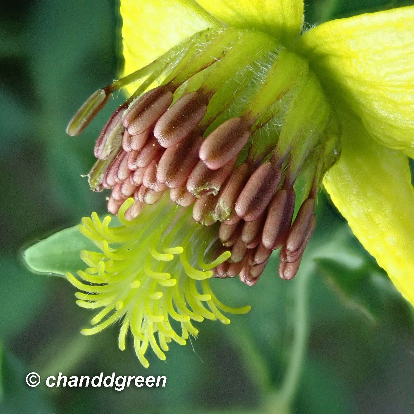 Image of Clematis intricata Bunge