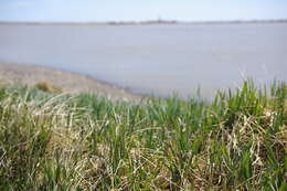 Image of American dunegrass