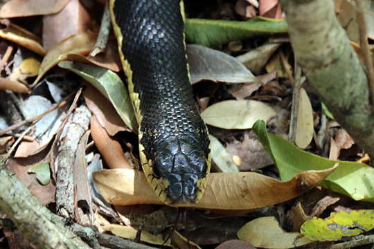 Image of Malagasy hognose snake