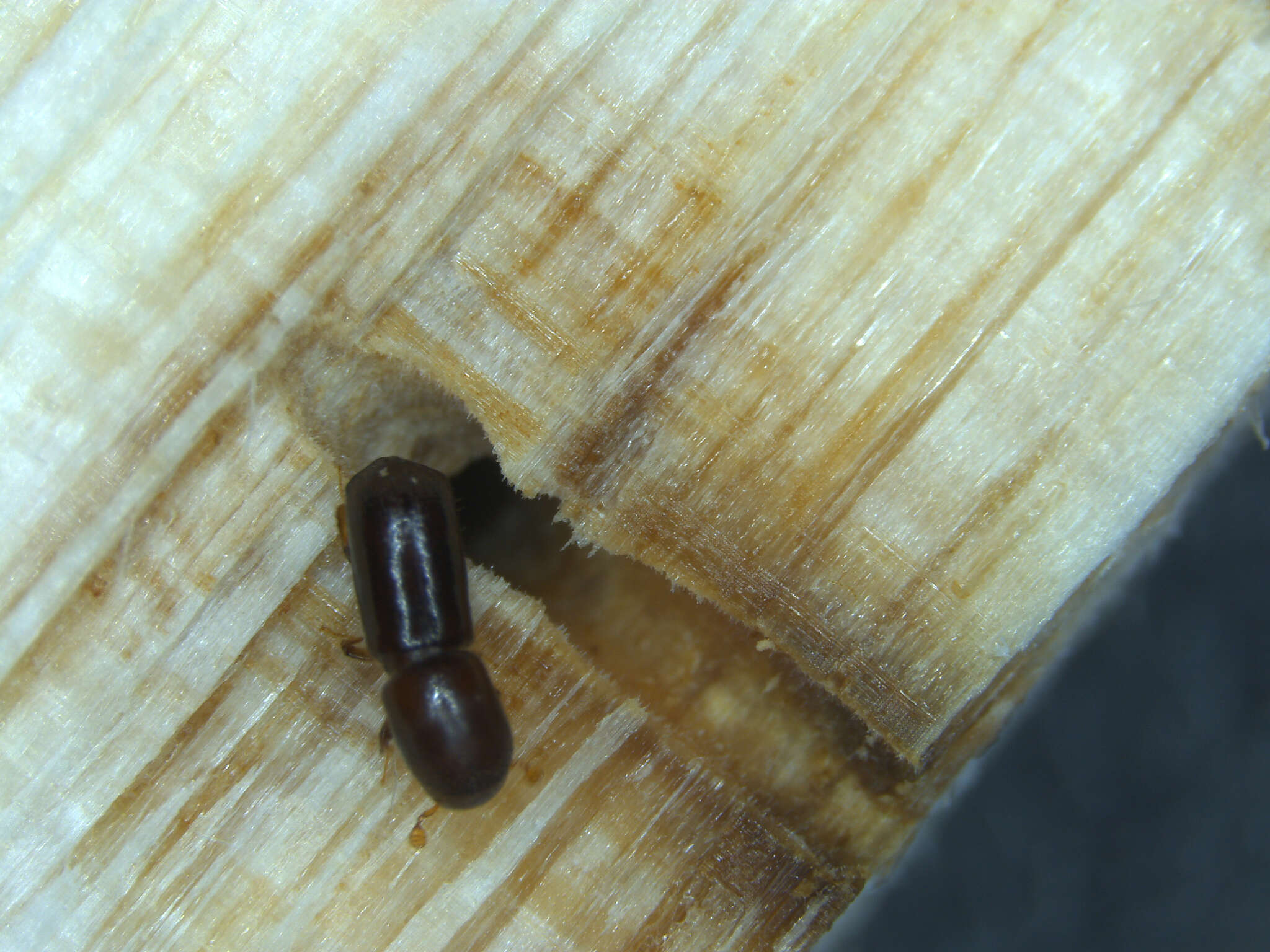 Image of Redbay Ambrosia Beetle