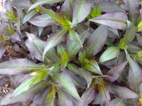 Image of fall phlox