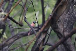 Image of Northern Carmine Bee-eater