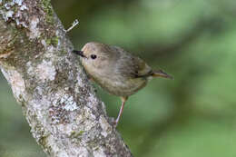 Image of Large-billed Scrubwren