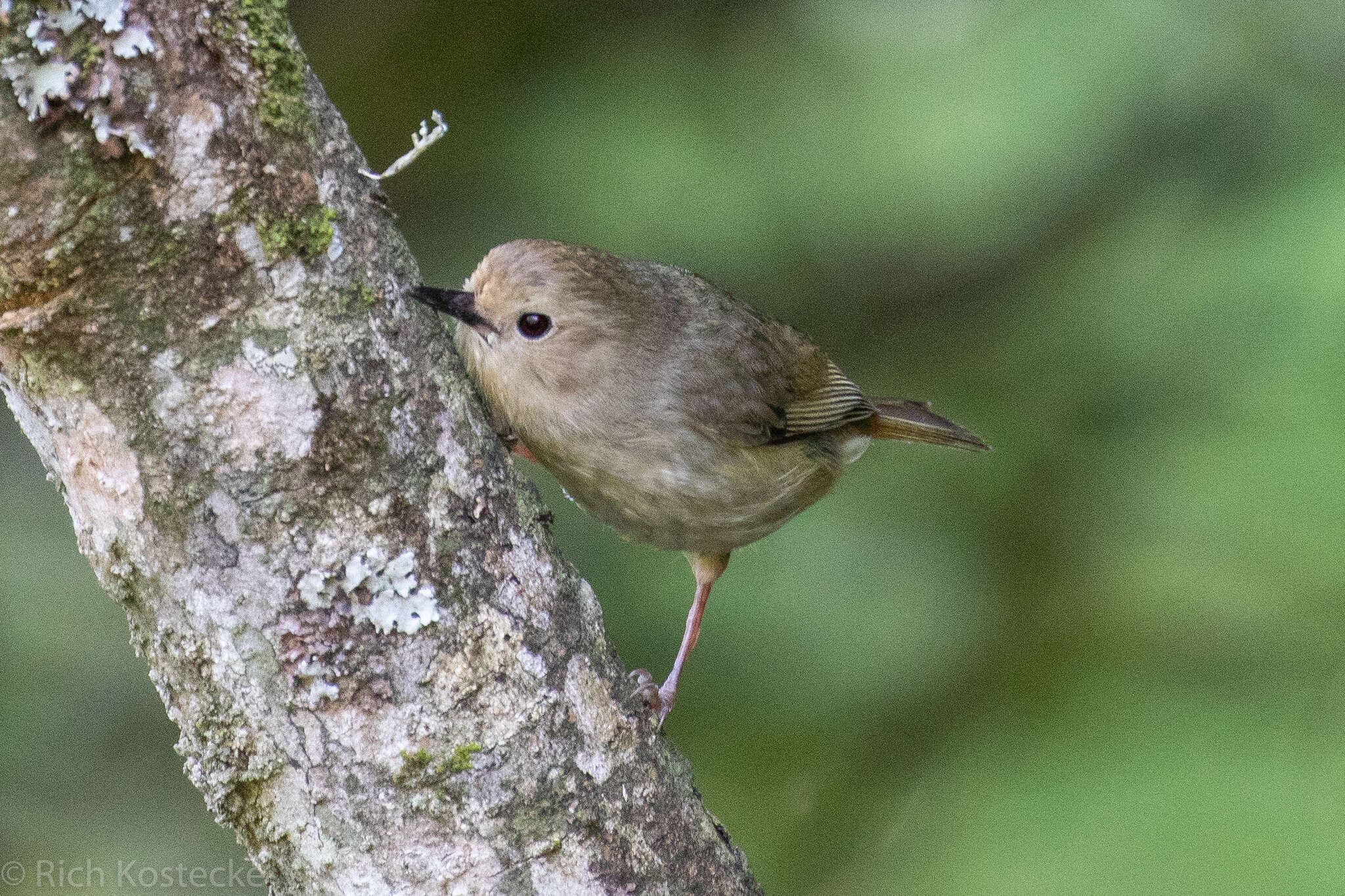 Image of Large-billed Scrubwren