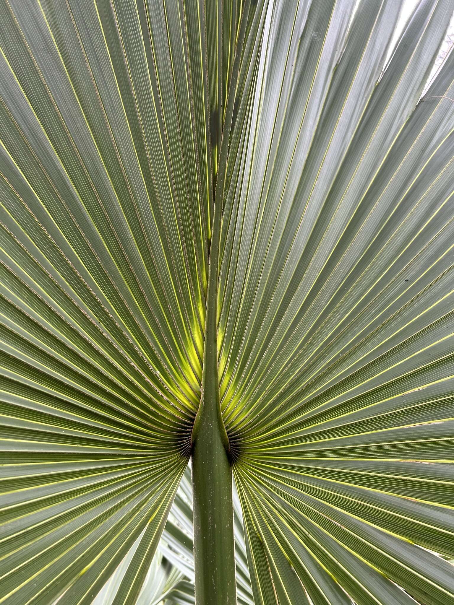 Image of Brazoria palmetto