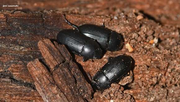 Image of Darkling beetle