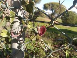 Image of Andalusian Dutchman's Pipe