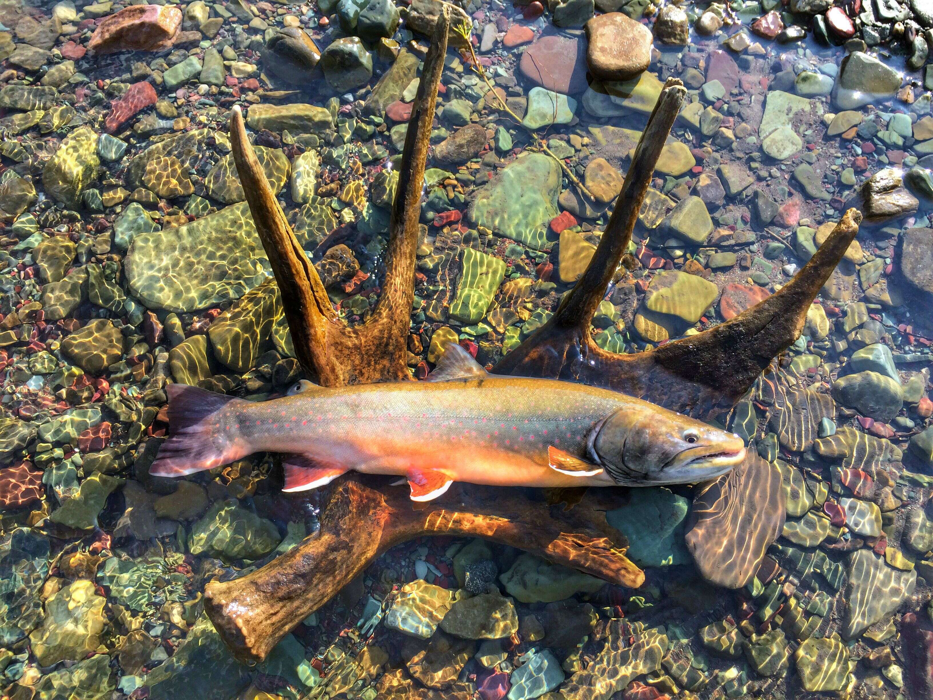 Image of Bull Trout